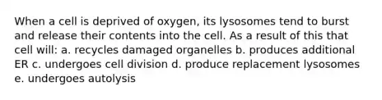 When a cell is deprived of oxygen, its lysosomes tend to burst and release their contents into the cell. As a result of this that cell will: a. recycles damaged organelles b. produces additional ER c. undergoes cell division d. produce replacement lysosomes e. undergoes autolysis