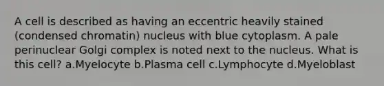 A cell is described as having an eccentric heavily stained (condensed chromatin) nucleus with blue cytoplasm. A pale perinuclear Golgi complex is noted next to the nucleus. What is this cell? a.Myelocyte b.Plasma cell c.Lymphocyte d.Myeloblast