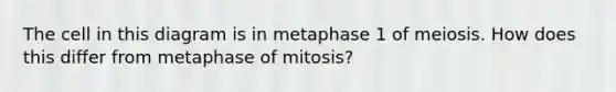 The cell in this diagram is in metaphase 1 of meiosis. How does this differ from metaphase of mitosis?