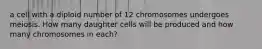 a cell with a diploid number of 12 chromosomes undergoes meiosis. How many daughter cells will be produced and how many chromosomes in each?