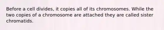 Before a cell divides, it copies all of its chromosomes. While the two copies of a chromosome are attached they are called sister chromatids.