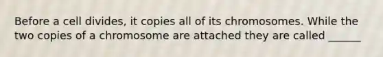 Before a cell divides, it copies all of its chromosomes. While the two copies of a chromosome are attached they are called ______