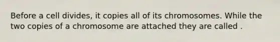 Before a cell divides, it copies all of its chromosomes. While the two copies of a chromosome are attached they are called .