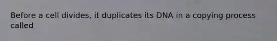 Before a cell divides, it duplicates its DNA in a copying process called