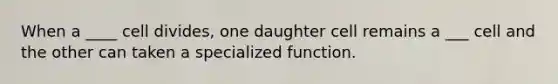 When a ____ cell divides, one daughter cell remains a ___ cell and the other can taken a specialized function.