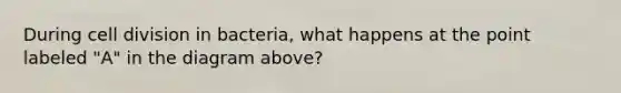 During <a href='https://www.questionai.com/knowledge/kjHVAH8Me4-cell-division' class='anchor-knowledge'>cell division</a> in bacteria, what happens at the point labeled "A" in the diagram above?