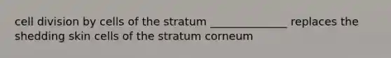 cell division by cells of the stratum ______________ replaces the shedding skin cells of the stratum corneum