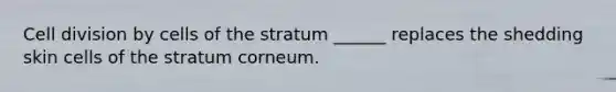 Cell division by cells of the stratum ______ replaces the shedding skin cells of the stratum corneum.