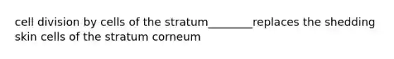 cell division by cells of the stratum________replaces the shedding skin cells of the stratum corneum