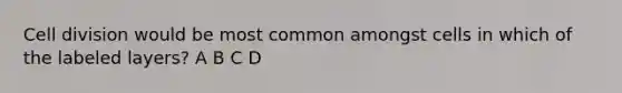 Cell division would be most common amongst cells in which of the labeled layers? A B C D