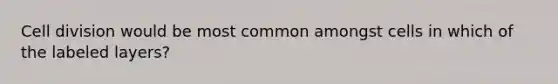 Cell division would be most common amongst cells in which of the labeled layers?