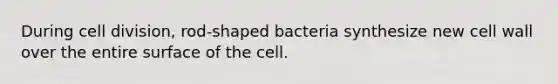 During cell division, rod-shaped bacteria synthesize new cell wall over the entire surface of the cell.