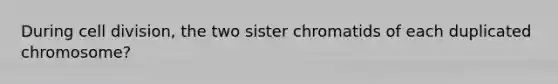 During cell division, the two sister chromatids of each duplicated chromosome?