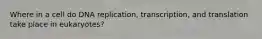 Where in a cell do DNA replication, transcription, and translation take place in eukaryotes?