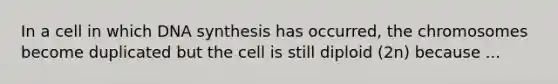 In a cell in which DNA synthesis has occurred, the chromosomes become duplicated but the cell is still diploid (2n) because ...