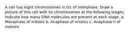 A cell has eight chromosomes in G1 of interphase. Draw a picture of this cell with its chromosomes at the following stages. Indicate how many DNA molecules are present at each stage. a. Metaphase of mitosis b. Anaphase of mitosis c. Anaphase II of meiosis