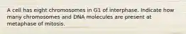 A cell has eight chromosomes in G1 of interphase. Indicate how many chromosomes and DNA molecules are present at metaphase of mitosis.