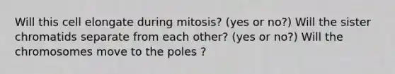 Will this cell elongate during mitosis? (yes or no?) Will the sister chromatids separate from each other? (yes or no?) Will the chromosomes move to the poles ?