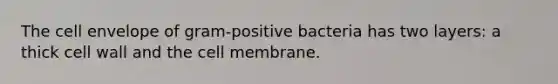 The cell envelope of gram-positive bacteria has two layers: a thick cell wall and the cell membrane.