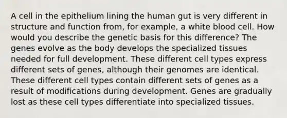 A cell in the epithelium lining the human gut is very different in structure and function from, for example, a white blood cell. How would you describe the genetic basis for this difference? The genes evolve as the body develops the specialized tissues needed for full development. These different cell types express different sets of genes, although their genomes are identical. These different cell types contain different sets of genes as a result of modifications during development. Genes are gradually lost as these cell types differentiate into specialized tissues.