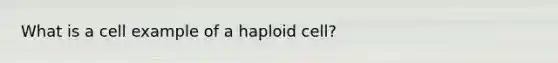 What is a cell example of a haploid cell?