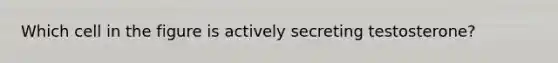 Which cell in the figure is actively secreting testosterone?