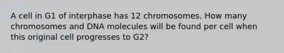 A cell in G1 of interphase has 12 chromosomes. How many chromosomes and DNA molecules will be found per cell when this original cell progresses to G2?