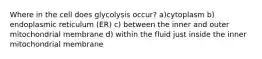 Where in the cell does glycolysis occur? a)cytoplasm b) endoplasmic reticulum (ER) c) between the inner and outer mitochondrial membrane d) within the fluid just inside the inner mitochondrial membrane