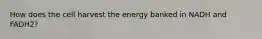 How does the cell harvest the energy banked in NADH and FADH2?