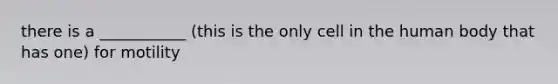 there is a ___________ (this is the only cell in the human body that has one) for motility