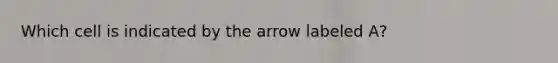 Which cell is indicated by the arrow labeled A?