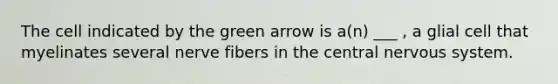 The cell indicated by the green arrow is a(n) ___ , a glial cell that myelinates several nerve fibers in the central nervous system.