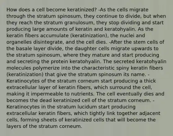 How does a cell become keratinized? -As the cells migrate through the stratum spinosum, they continue to divide, but when they reach the stratum granulosum, they stop dividing and start producing large amounts of keratin and keratohyalin. As the keratin fibers accumulate (keratinization), the nuclei and organelles disintegrate, and the cell dies. -After the stem cells of the basale layer divide, the daughter cells migrate upwards to the stratum spinosum, where they mature and start producing and secreting the protein keratohyalin. The secreted keratohyalin molecules polymerize into the characteristic spiny keratin fibers (keratinization) that give the stratum spinosum its name. -Keratinocytes of the stratum corneum start producing a thick extracellular layer of keratin fibers, which surround the cell, making it impermeable to nutrients. The cell eventually dies and becomes the dead keratinized cell of the stratum corneum. -Keratinocytes in the stratum lucidum start producing extracellular keratin fibers, which tightly link together adjacent cells, forming sheets of keratinized cells that will become the layers of the stratum corneum.