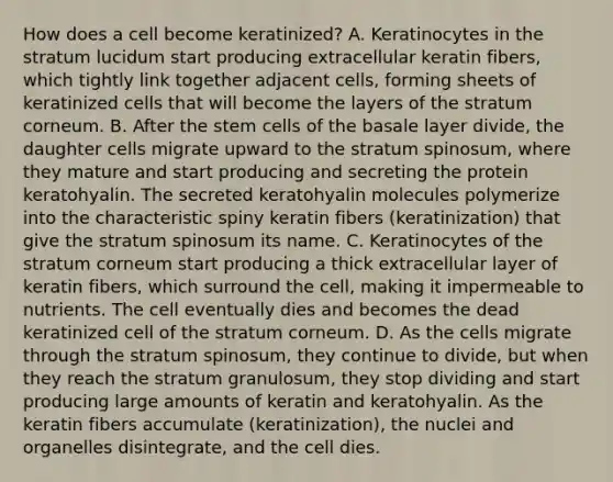 How does a cell become keratinized? A. Keratinocytes in the stratum lucidum start producing extracellular keratin fibers, which tightly link together adjacent cells, forming sheets of keratinized cells that will become the layers of the stratum corneum. B. After the stem cells of the basale layer divide, the daughter cells migrate upward to the stratum spinosum, where they mature and start producing and secreting the protein keratohyalin. The secreted keratohyalin molecules polymerize into the characteristic spiny keratin fibers (keratinization) that give the stratum spinosum its name. C. Keratinocytes of the stratum corneum start producing a thick extracellular layer of keratin fibers, which surround the cell, making it impermeable to nutrients. The cell eventually dies and becomes the dead keratinized cell of the stratum corneum. D. As the cells migrate through the stratum spinosum, they continue to divide, but when they reach the stratum granulosum, they stop dividing and start producing large amounts of keratin and keratohyalin. As the keratin fibers accumulate (keratinization), the nuclei and organelles disintegrate, and the cell dies.