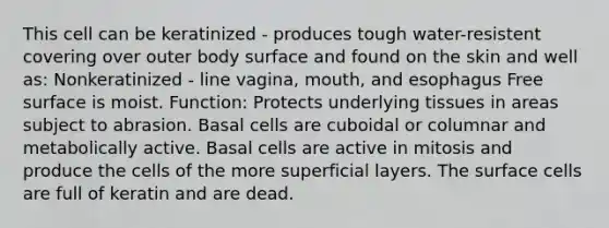 This cell can be keratinized - produces tough water-resistent covering over outer body surface and found on the skin and well as: Nonkeratinized - line vagina, mouth, and esophagus Free surface is moist. Function: Protects underlying tissues in areas subject to abrasion. Basal cells are cuboidal or columnar and metabolically active. Basal cells are active in mitosis and produce the cells of the more superficial layers. The surface cells are full of keratin and are dead.