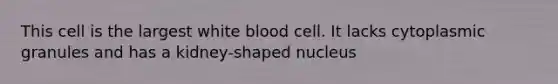 This cell is the largest white blood cell. It lacks cytoplasmic granules and has a kidney-shaped nucleus