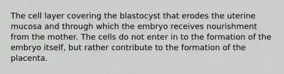 The cell layer covering the blastocyst that erodes the uterine mucosa and through which the embryo receives nourishment from the mother. The cells do not enter in to the formation of the embryo itself, but rather contribute to the formation of the placenta.