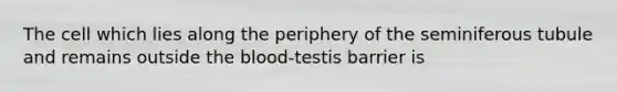 The cell which lies along the periphery of the seminiferous tubule and remains outside the blood-testis barrier is