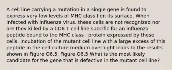 A cell line carrying a mutation in a single gene is found to express very low levels of MHC class I on its surface. When infected with influenza virus, these cells are not recognized nor are they killed by a CD8 T cell line specific for an influenza peptide bound to the MHC class I protein expressed by these cells. Incubation of the mutant cell line with a large excess of this peptide in the cell culture medium overnight leads to the results shown in Figure Q6.5. Figure Q6.5 What is the most likely candidate for the gene that is defective in the mutant cell line?