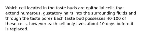 Which cell located in the taste buds are epithelial cells that extend numerous, gustatory hairs into the surrounding fluids and through the taste pore? Each taste bud possesses 40-100 of these cells, however each cell only lives about 10 days before it is replaced.