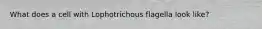 What does a cell with Lophotrichous flagella look like?