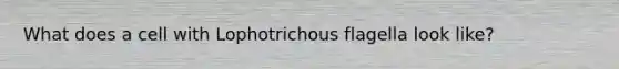 What does a cell with Lophotrichous flagella look like?