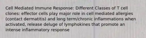 Cell Mediated Immune Response: Different Classes of T cell clones: effector cells play major role in cell mediated allergies (contact dermatitis) and long term/chronic inflammations when activated, release deluge of lymphokines that promote an intense inflammatory response