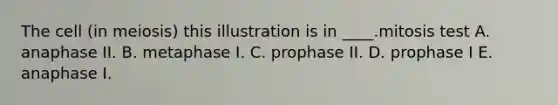 The cell (in meiosis) this illustration is in ____.mitosis test A. anaphase II. B. metaphase I. C. prophase II. D. prophase I E. anaphase I.