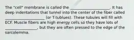 The "cell" membrane is called the _____________________. It has deep indentations that tunnel into the center of the fiber called _____________________ (or T-tublues). These tubules will fill with ECF. Muscle fibers are high energy cells so they have lots of _________________, but they are often pressed to the edge of the sarcolemma.