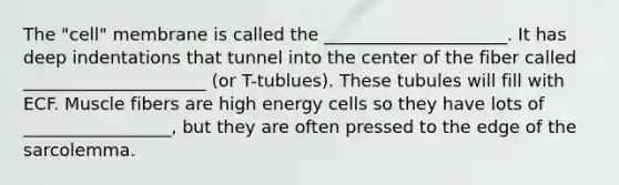 The "cell" membrane is called the _____________________. It has deep indentations that tunnel into the center of the fiber called _____________________ (or T-tublues). These tubules will fill with ECF. Muscle fibers are high energy cells so they have lots of _________________, but they are often pressed to the edge of the sarcolemma.