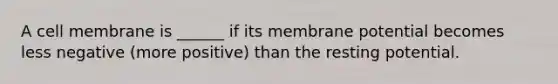 A cell membrane is ______ if its membrane potential becomes less negative (more positive) than the resting potential.