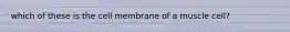 which of these is the cell membrane of a muscle cell?
