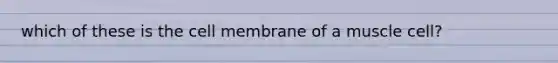 which of these is the cell membrane of a muscle cell?