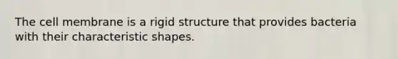 The cell membrane is a rigid structure that provides bacteria with their characteristic shapes.